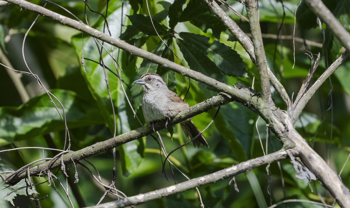 Rusty Sparrow - ML623678068