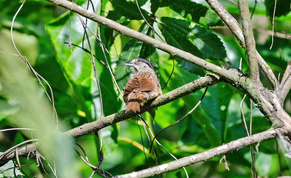 Rusty Sparrow - ML623678075