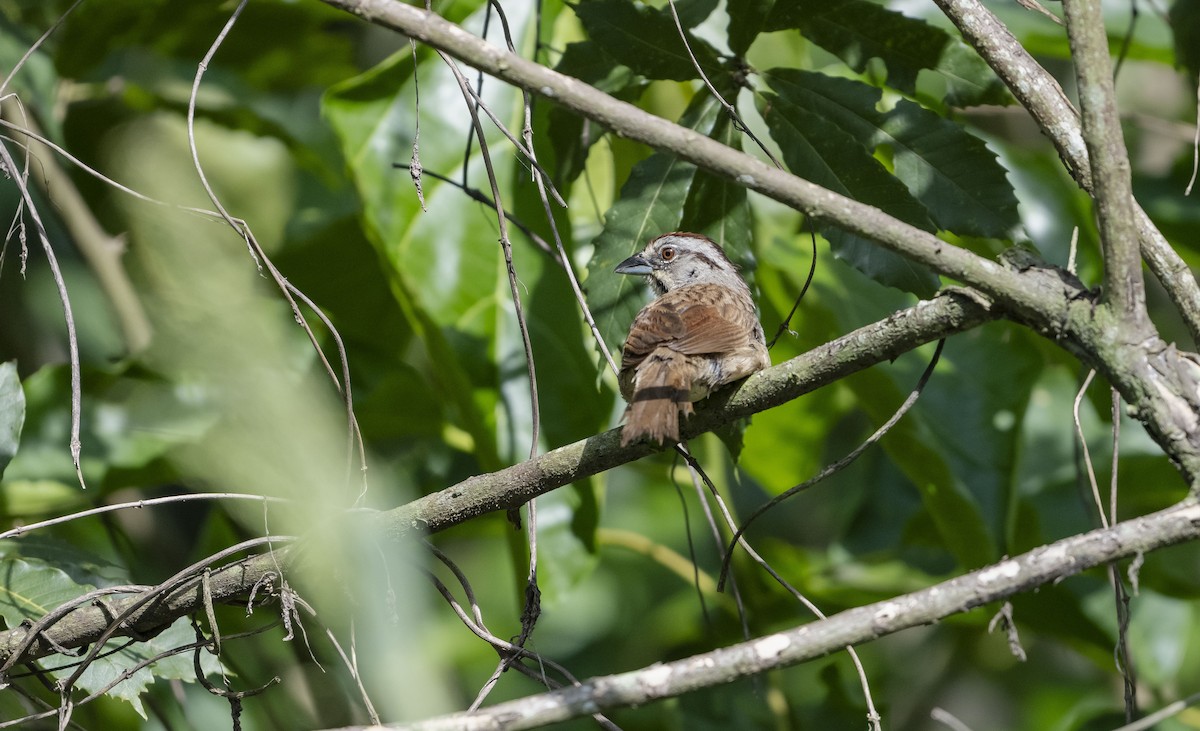 Rusty Sparrow - ML623678078