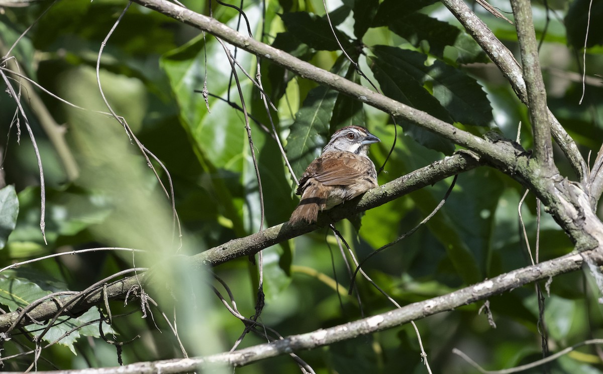 Rusty Sparrow - Rolando Tomas Pasos Pérez