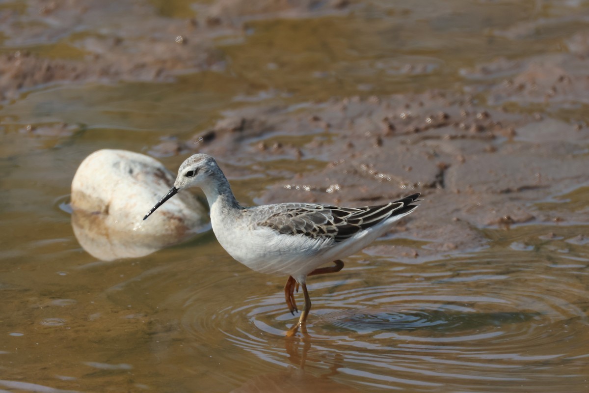 Wilson's Phalarope - ML623678090