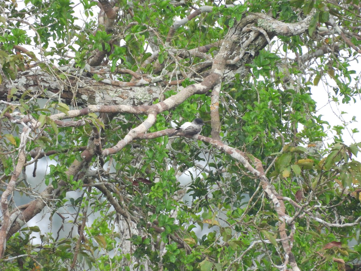 Black-tailed Tityra - Bev Agler