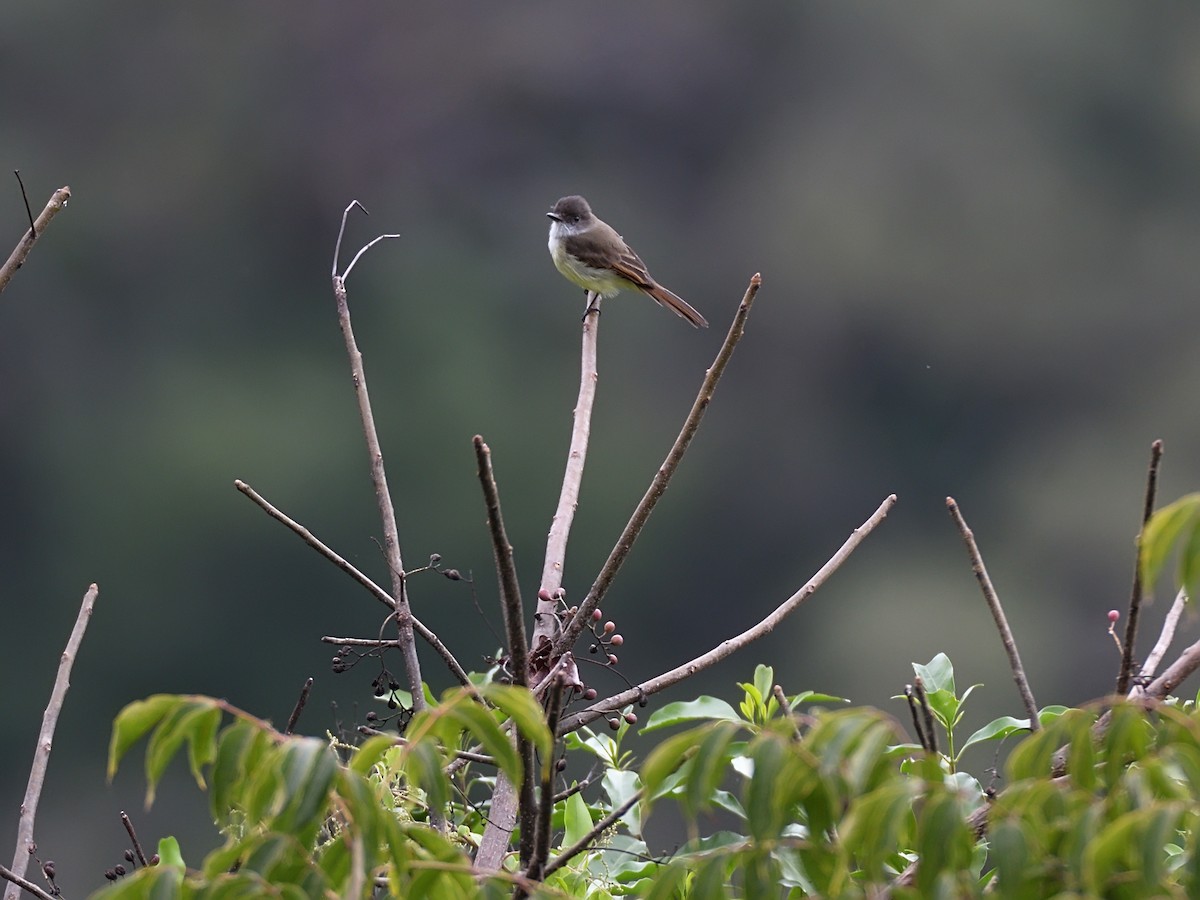 Dusky-capped Flycatcher - ML623678128