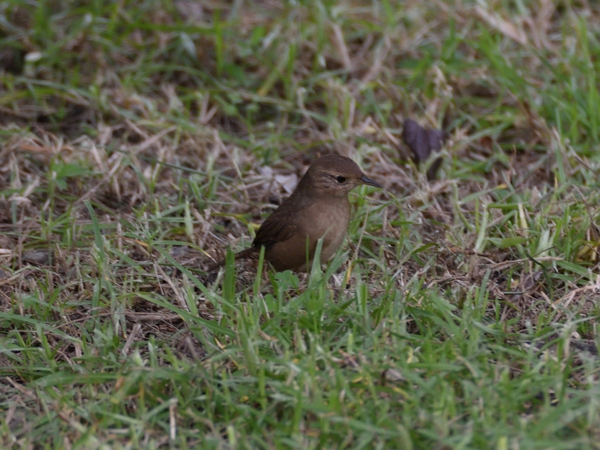 House Wren - ML623678154