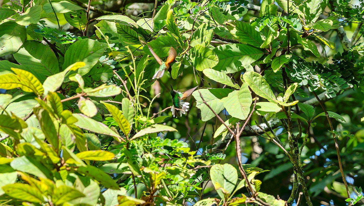 Blue-capped Hummingbird - ML623678187