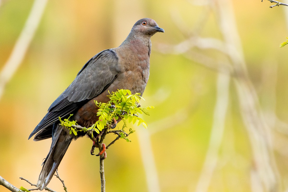 Chilean Pigeon - ML623678199