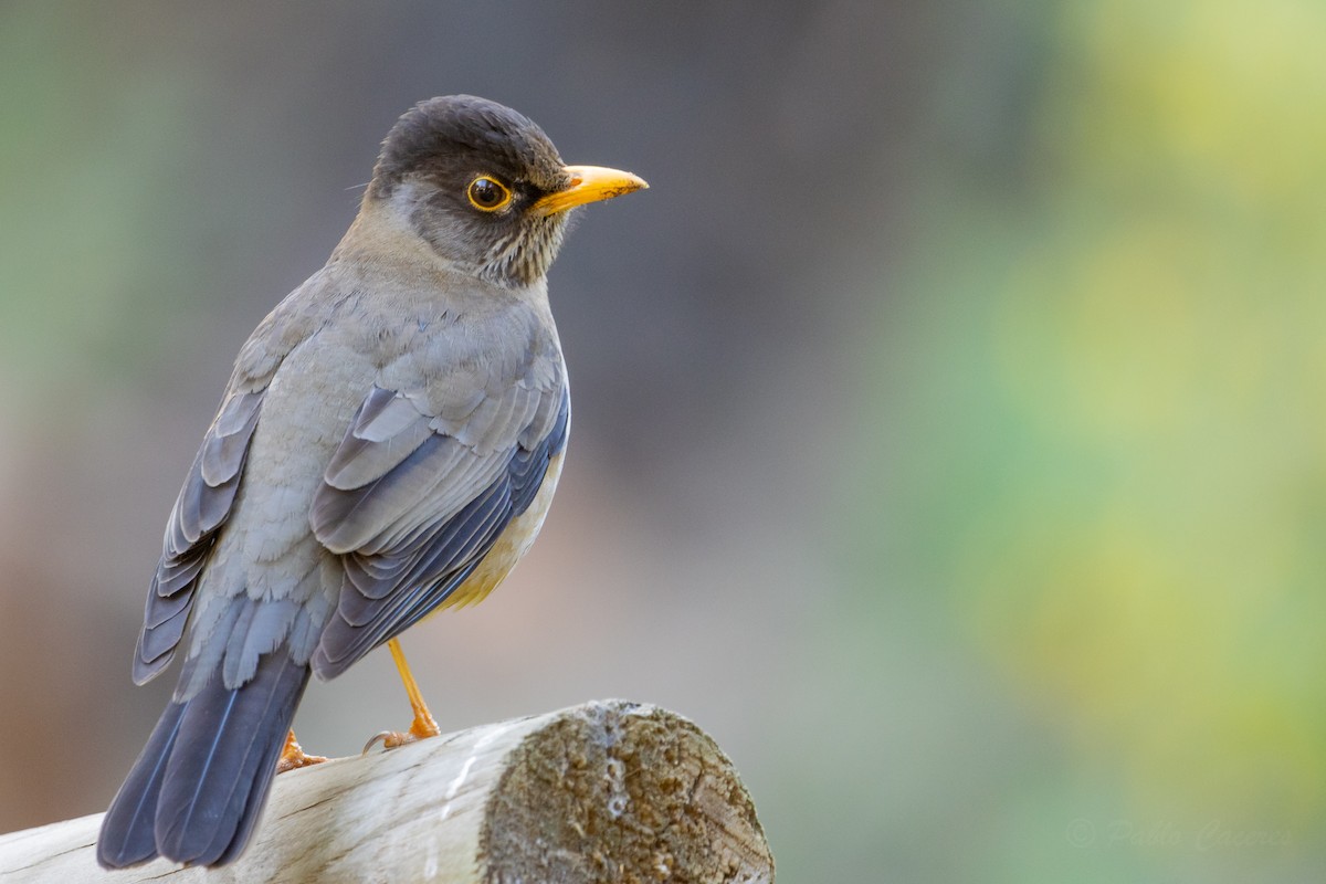 Austral Thrush - Pablo Andrés Cáceres Contreras