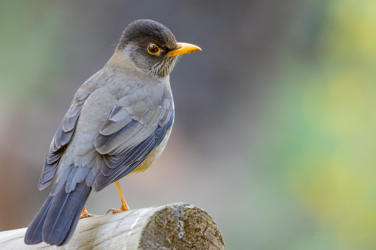 Austral Thrush - ML623678205