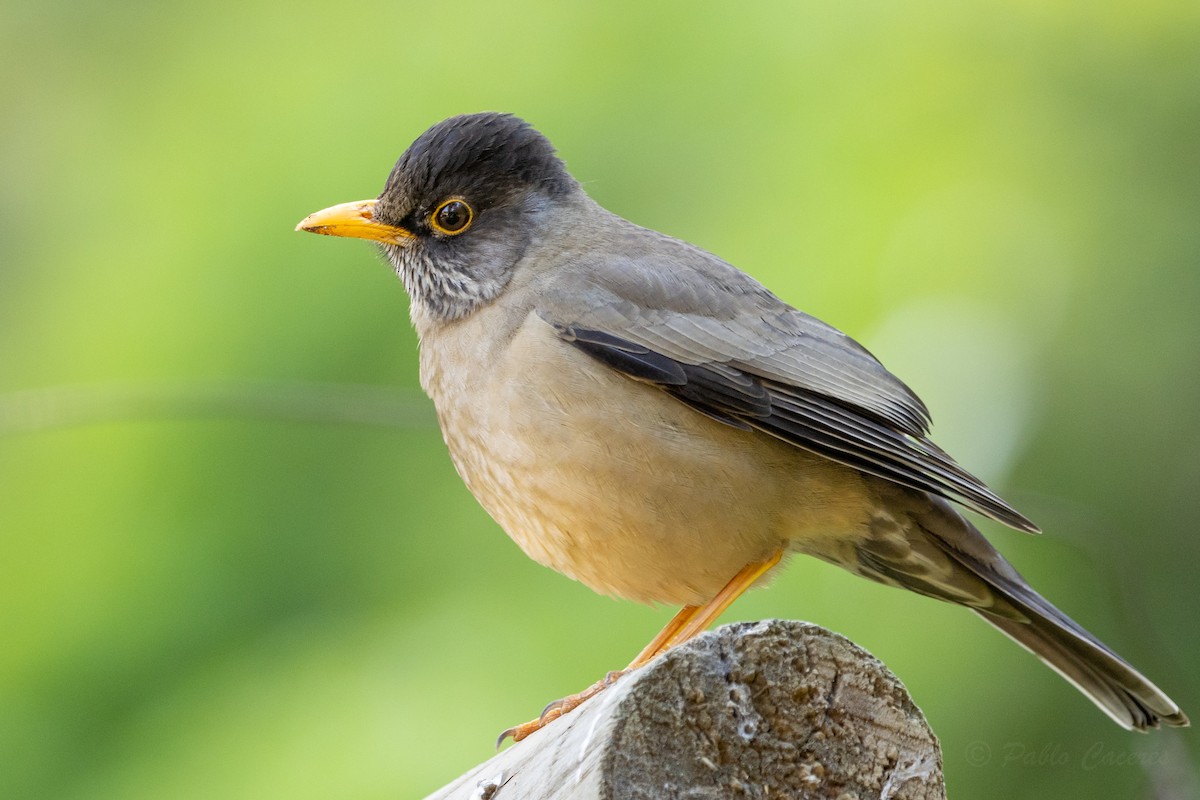 Austral Thrush - ML623678207