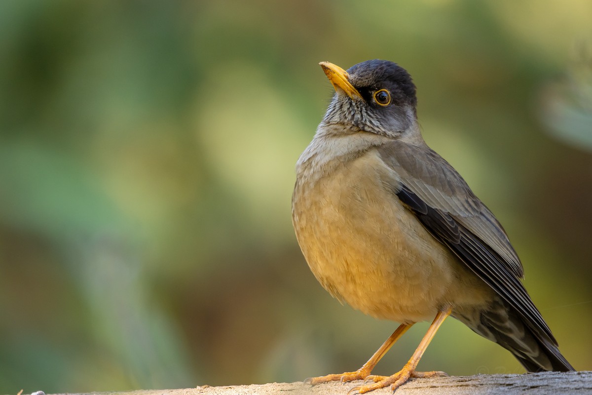 Austral Thrush - ML623678210