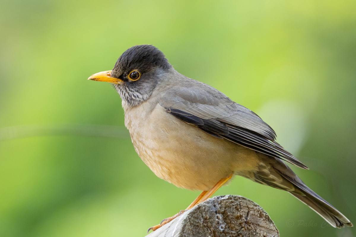 Austral Thrush - ML623678211