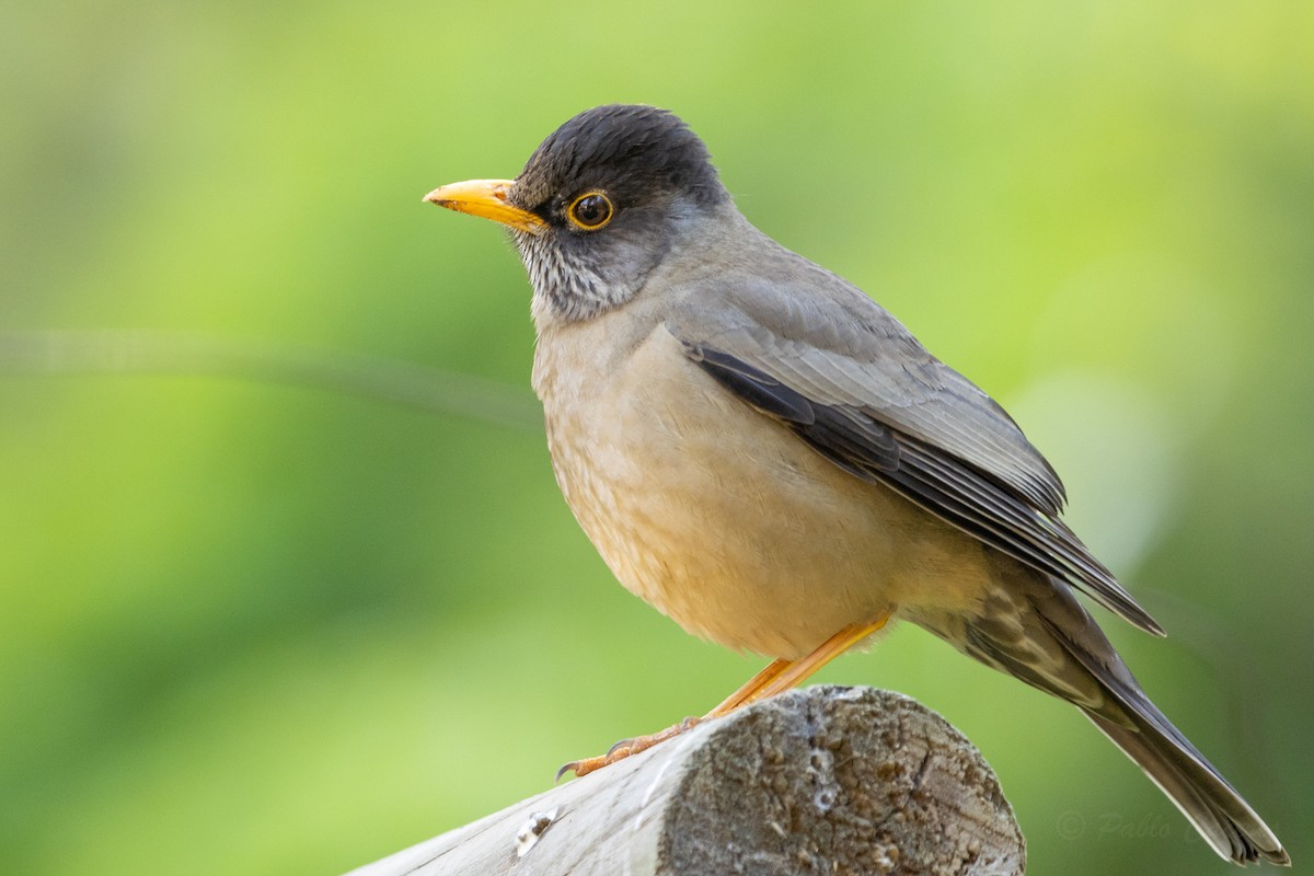 Austral Thrush - ML623678212