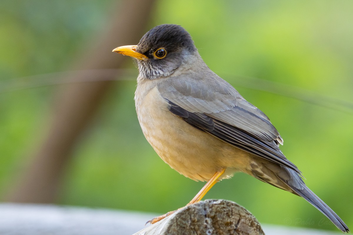 Austral Thrush - ML623678213