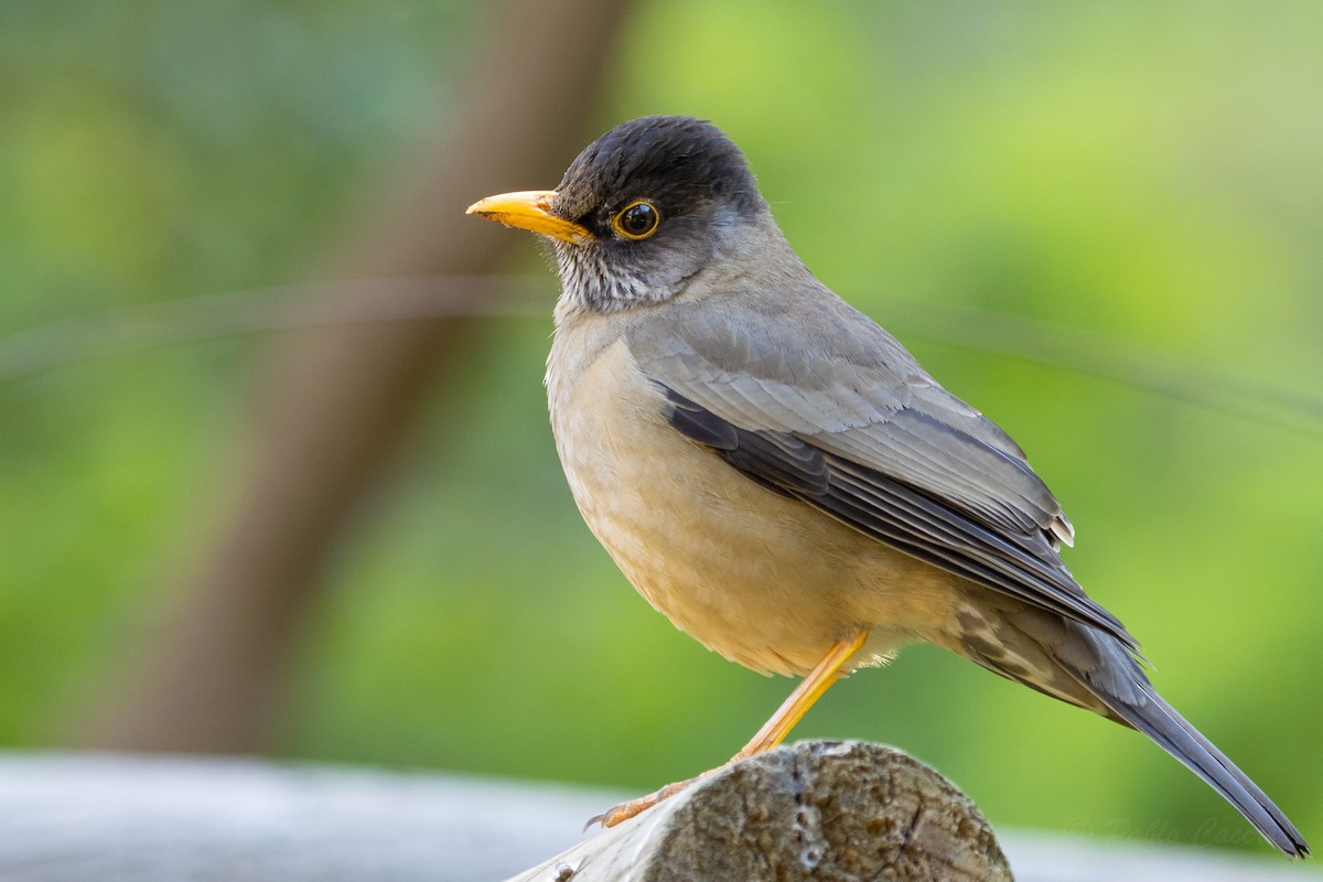 Austral Thrush - Pablo Andrés Cáceres Contreras