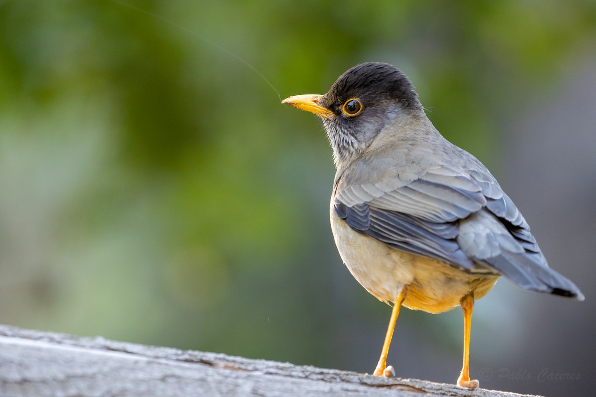 Austral Thrush - ML623678215