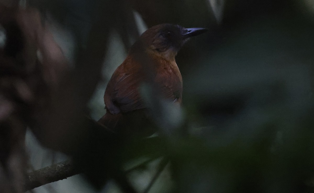 Goeldi's Antbird - ML623678271