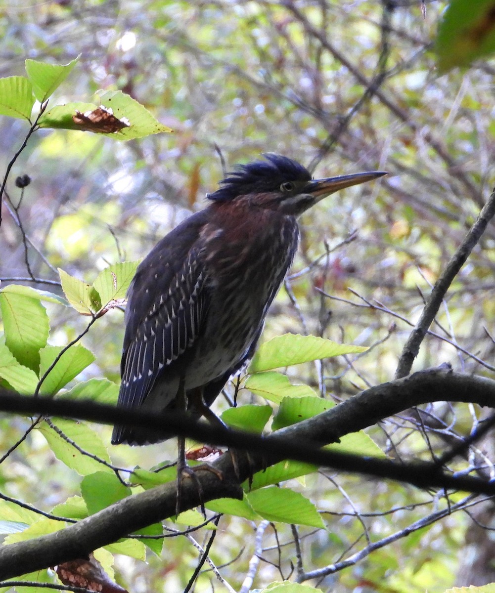 Green Heron - ML623678290