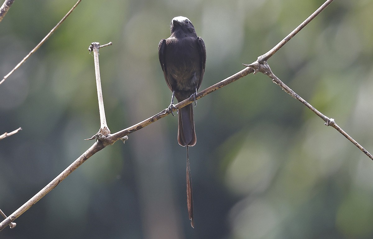 Long-tailed Tyrant - Paul Chapman