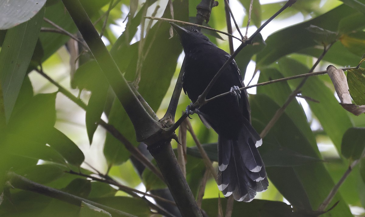 Manu Antbird - ML623678358