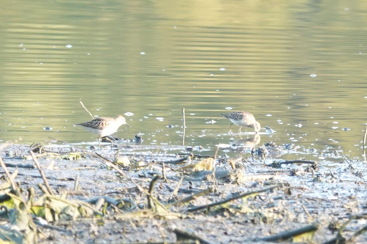 Semipalmated Sandpiper - ML623678365