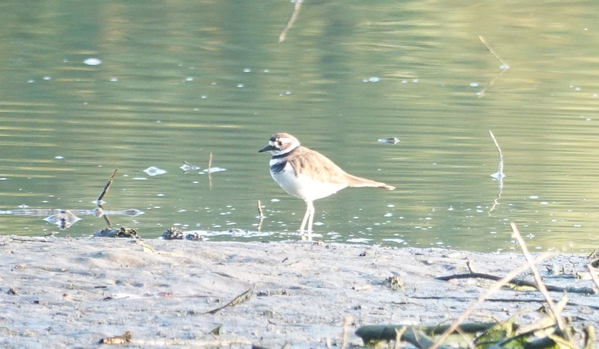 Killdeer - gretchen buxton