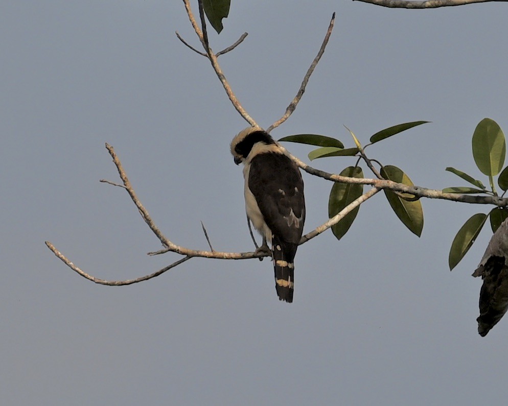 Laughing Falcon - Dana Miller-Blair