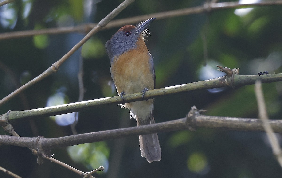 Rufous-capped Nunlet - ML623678406