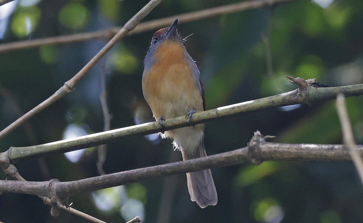 Rufous-capped Nunlet - ML623678409