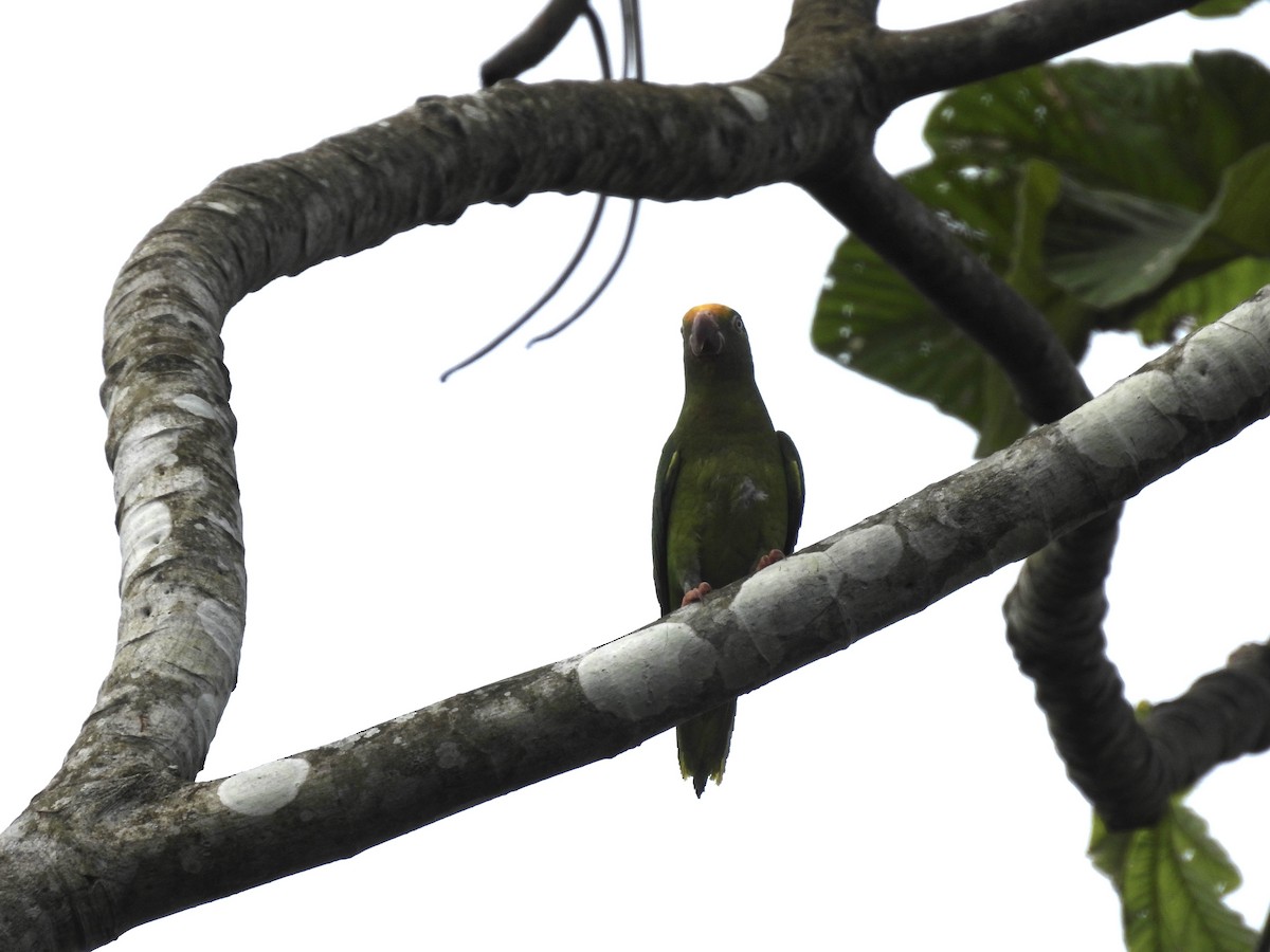 Tui Parakeet - Bev Agler