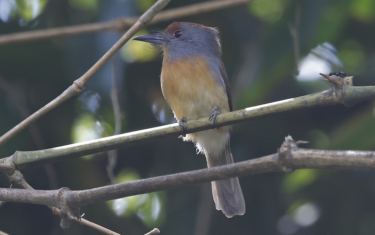 Rufous-capped Nunlet - Paul Chapman