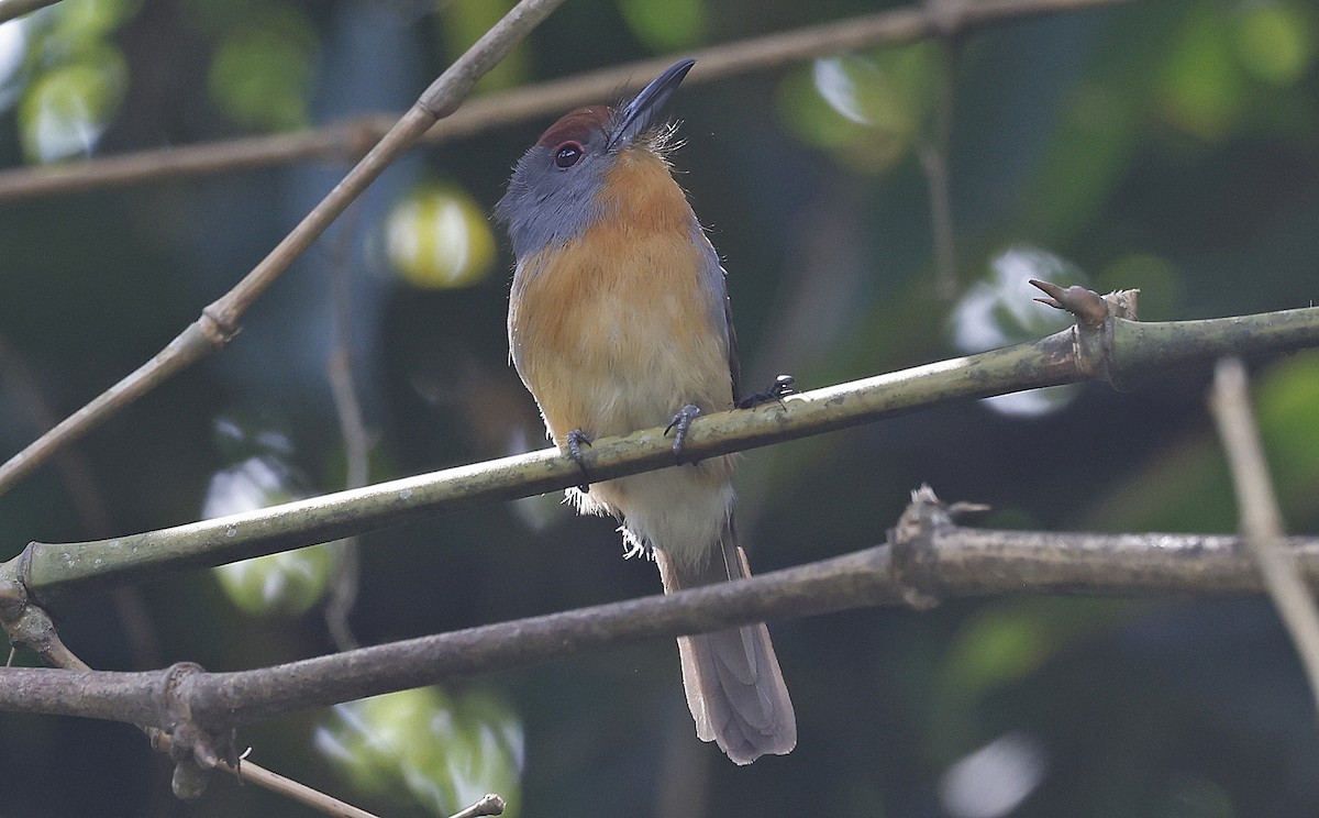 Rufous-capped Nunlet - Paul Chapman