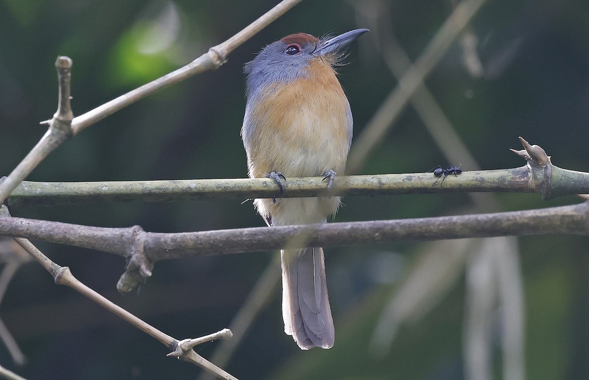 Rufous-capped Nunlet - ML623678419