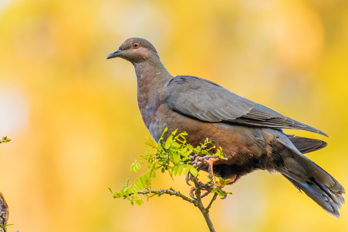 Chilean Pigeon - ML623678442