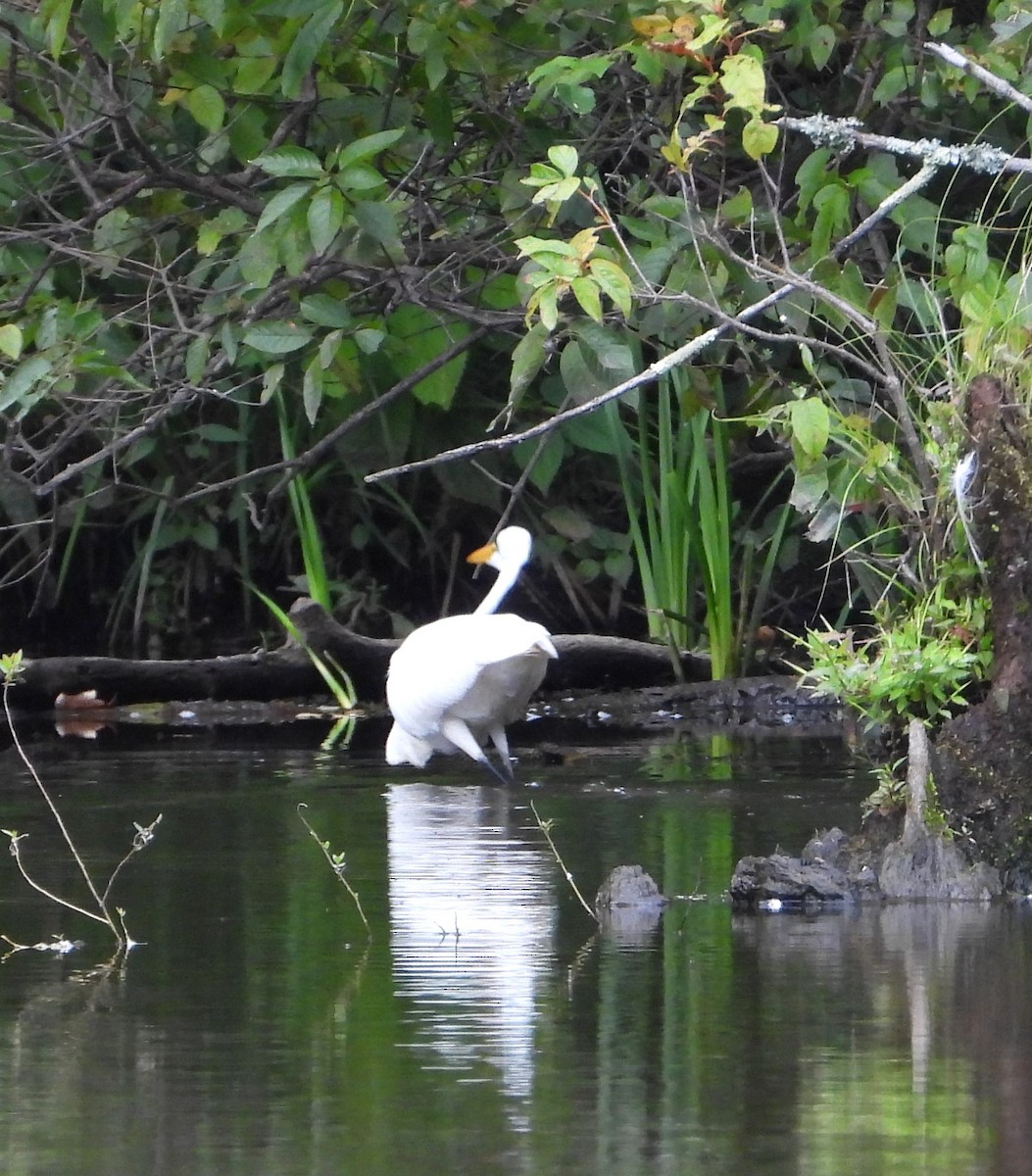 Great Egret - ML623678477