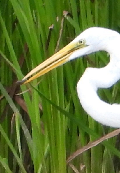 Great Egret - ML623678492