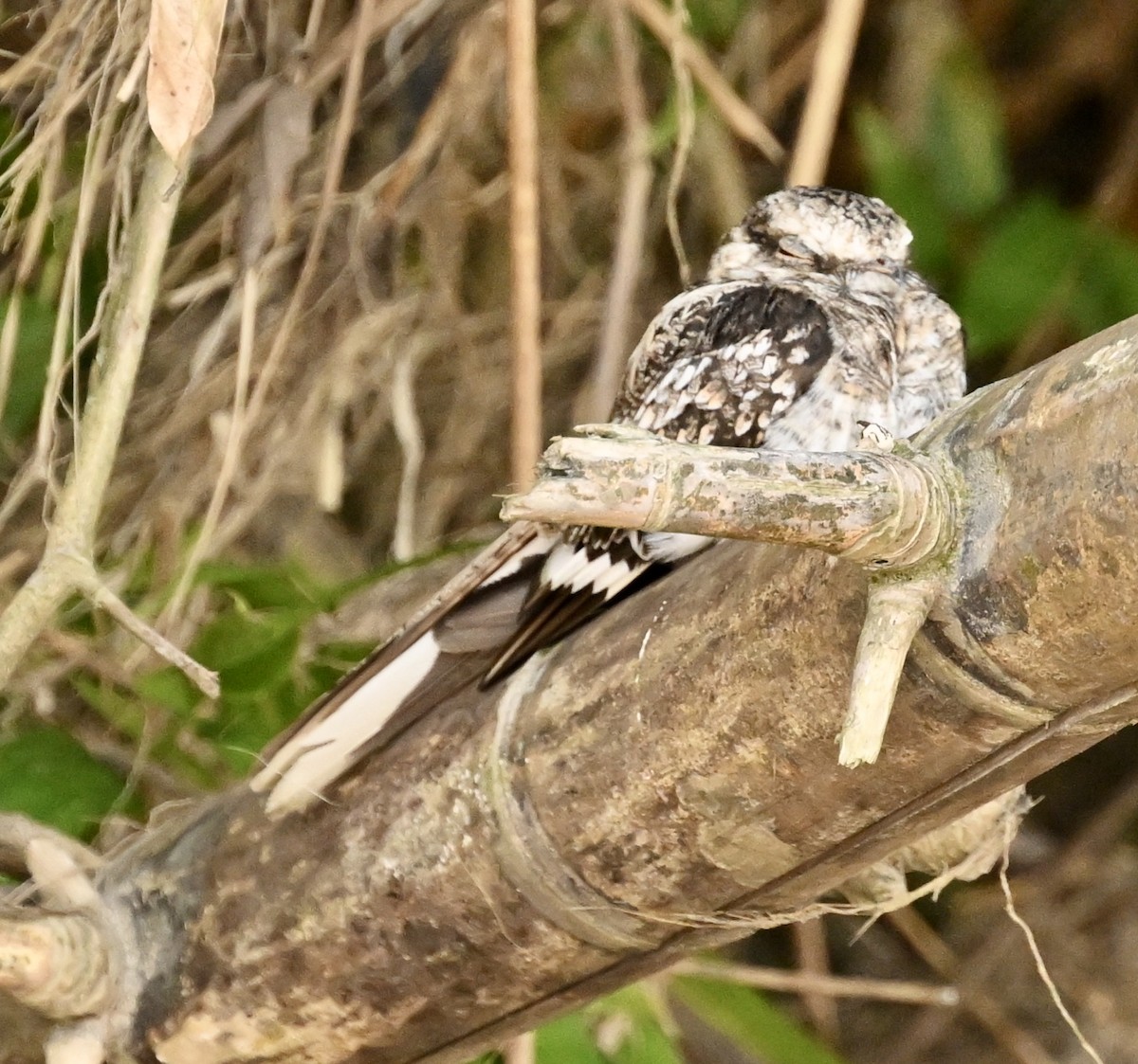 Ladder-tailed Nightjar - ML623678498