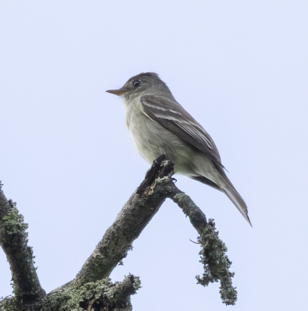 Eastern Wood-Pewee - barbara taylor