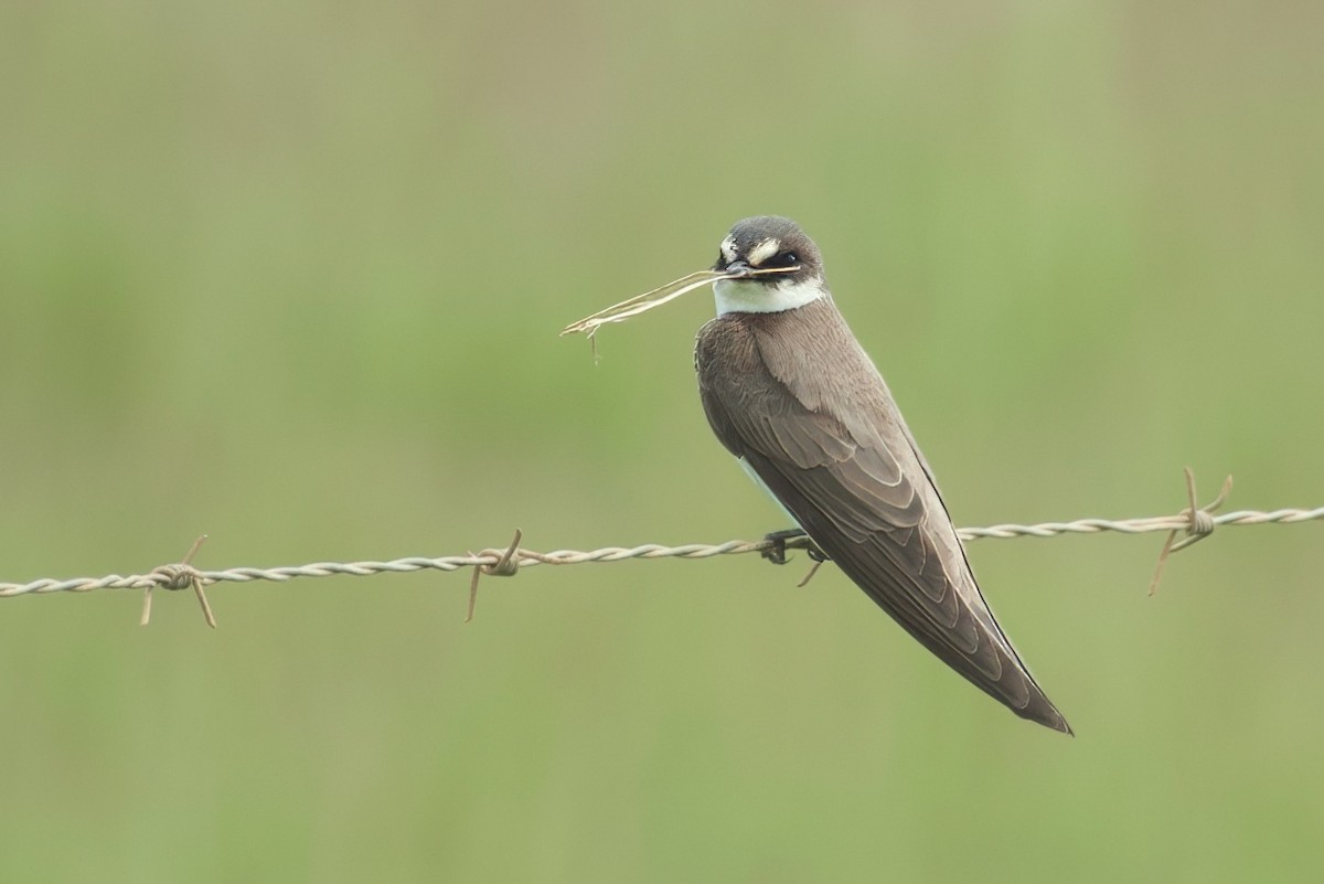 Banded Martin - ML623678604