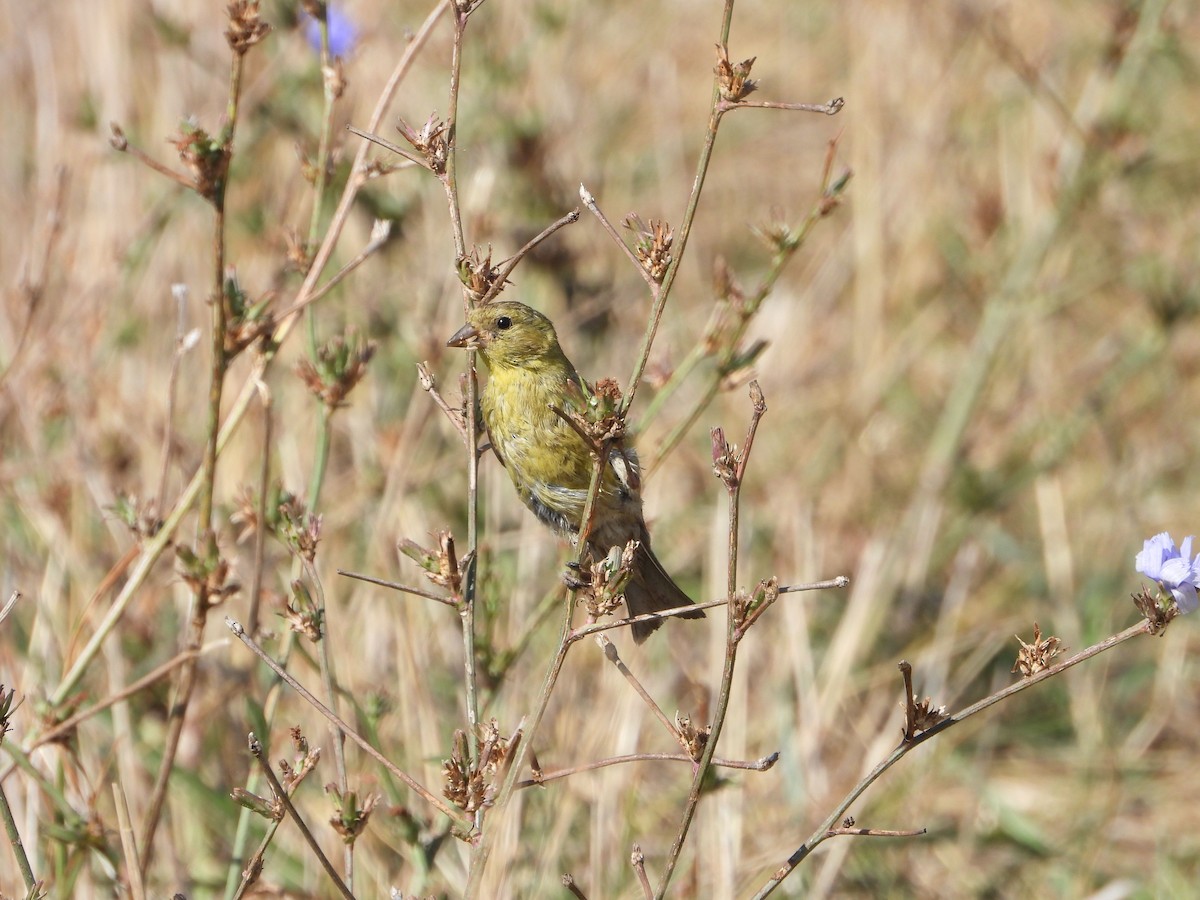 American Goldfinch - ML623678609