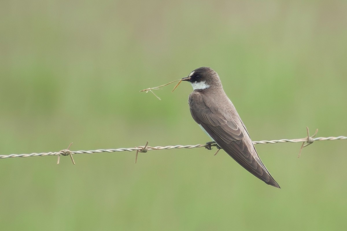 Banded Martin - ML623678614