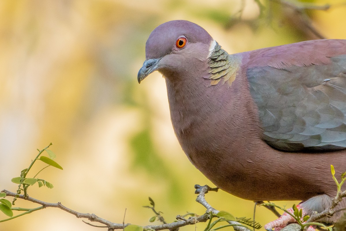 Chilean Pigeon - ML623678665