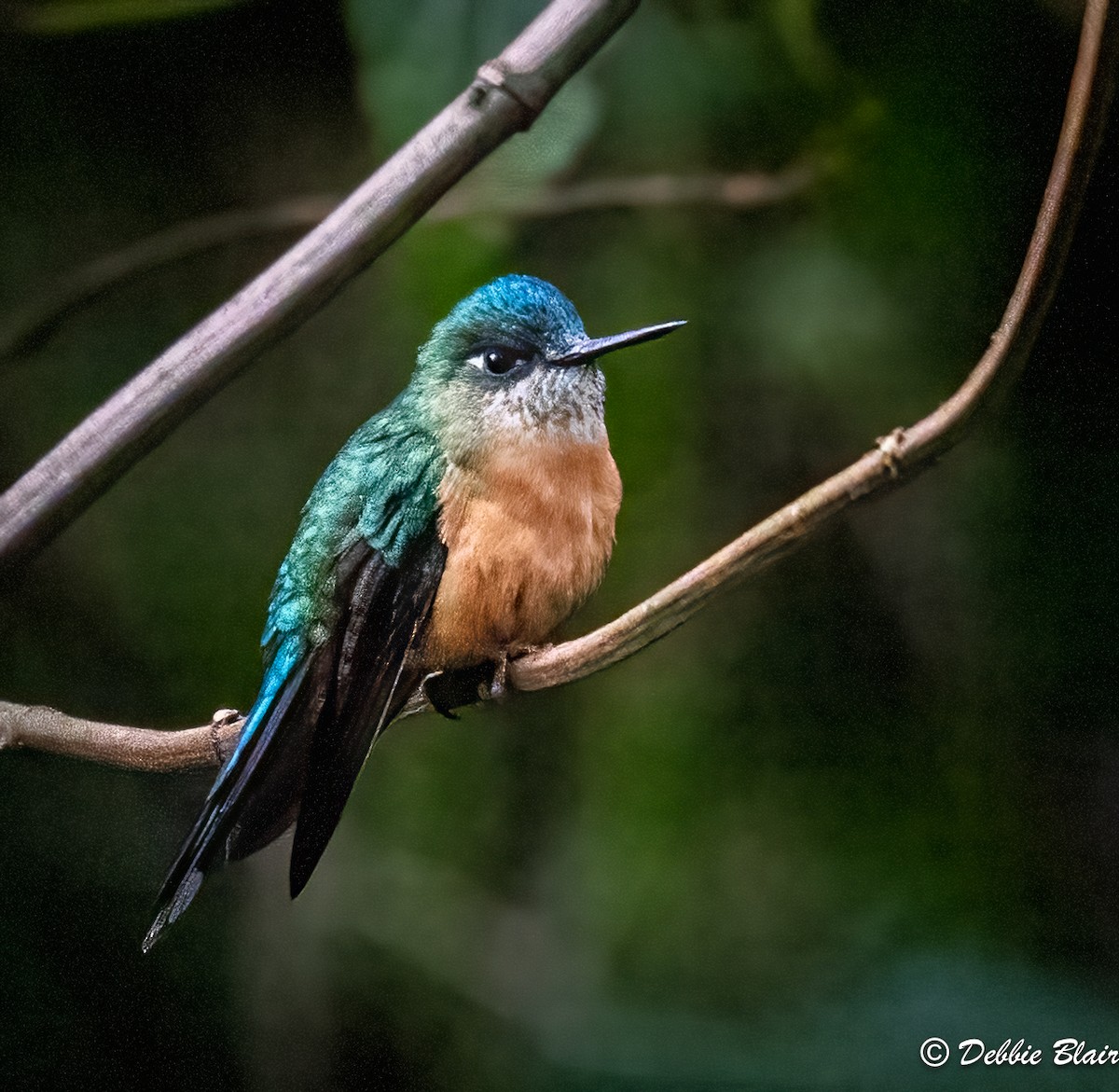 Long-tailed Sylph - Debbie Blair