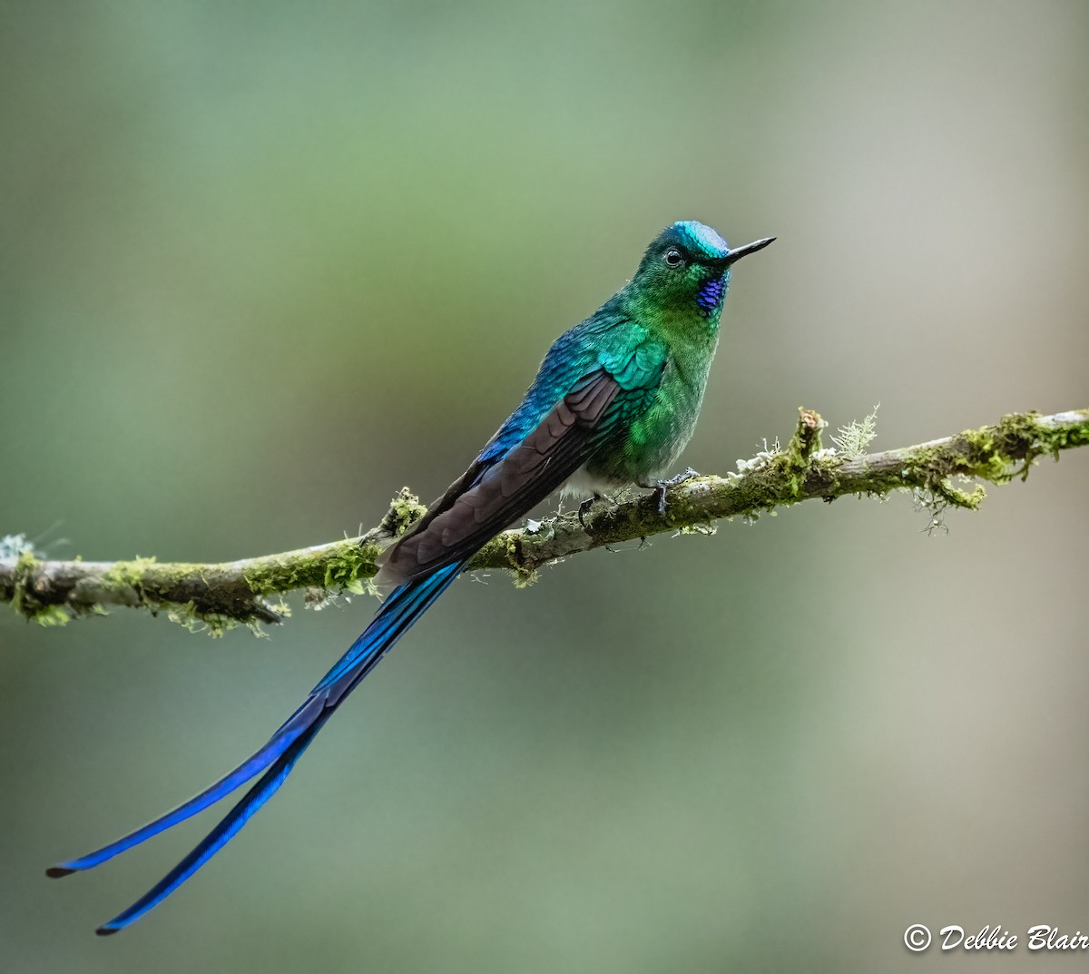 Long-tailed Sylph - ML623678711