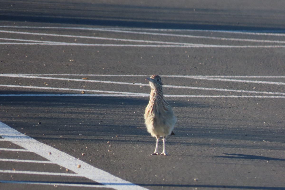 Greater Roadrunner - ML623678712