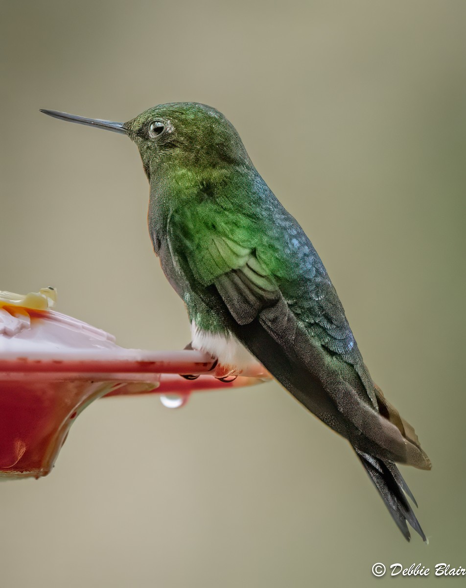 Glowing Puffleg - ML623678714