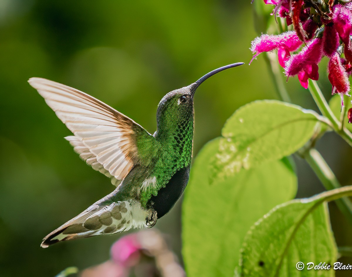 Samtbauchkolibri - ML623678732