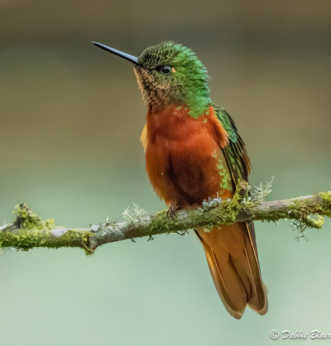 Chestnut-breasted Coronet - ML623678749