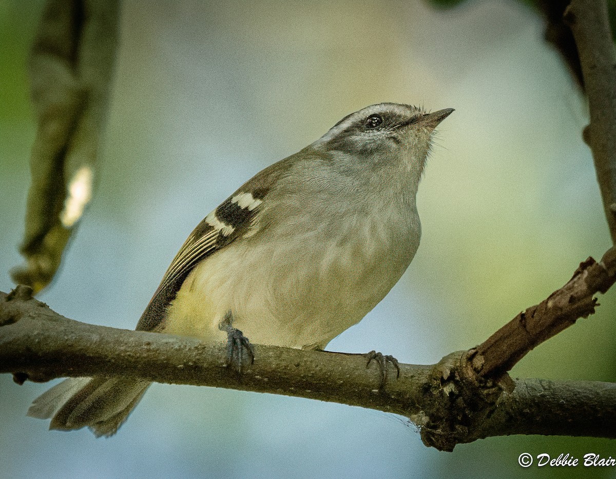 White-banded Tyrannulet - ML623678759