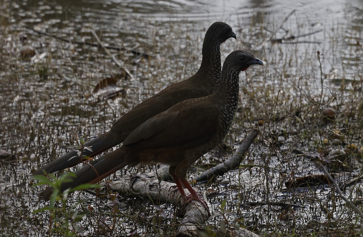 Chachalaca Moteada (guttata/subaffinis) - ML623678783