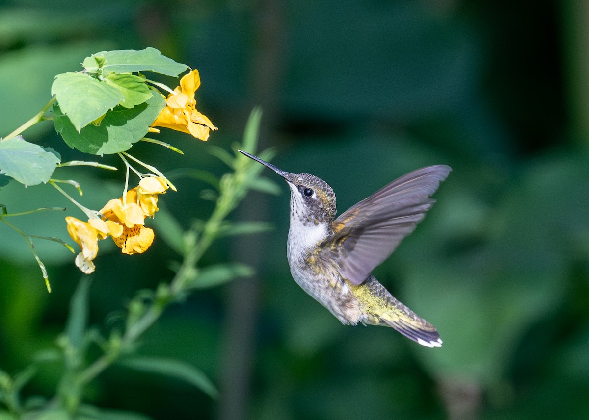 Ruby-throated Hummingbird - ML623678795